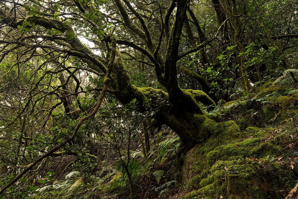 Gomera-November2017-027