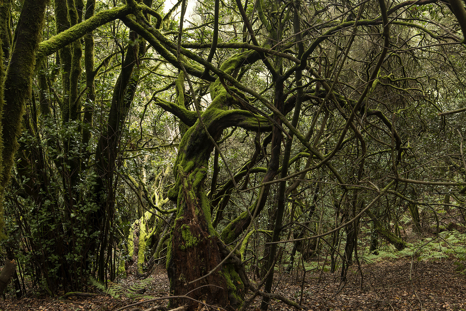 Gomera-November2017-028