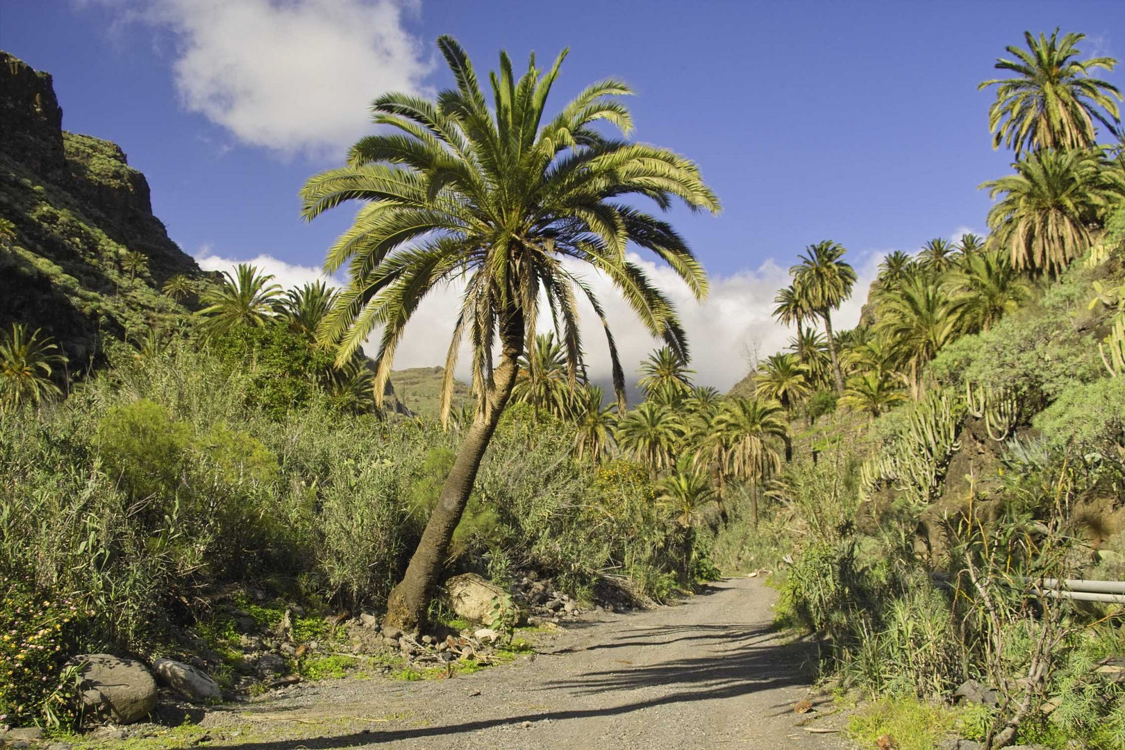 Gomera Palmenweg