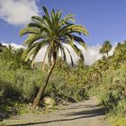 Gomera Palmenweg