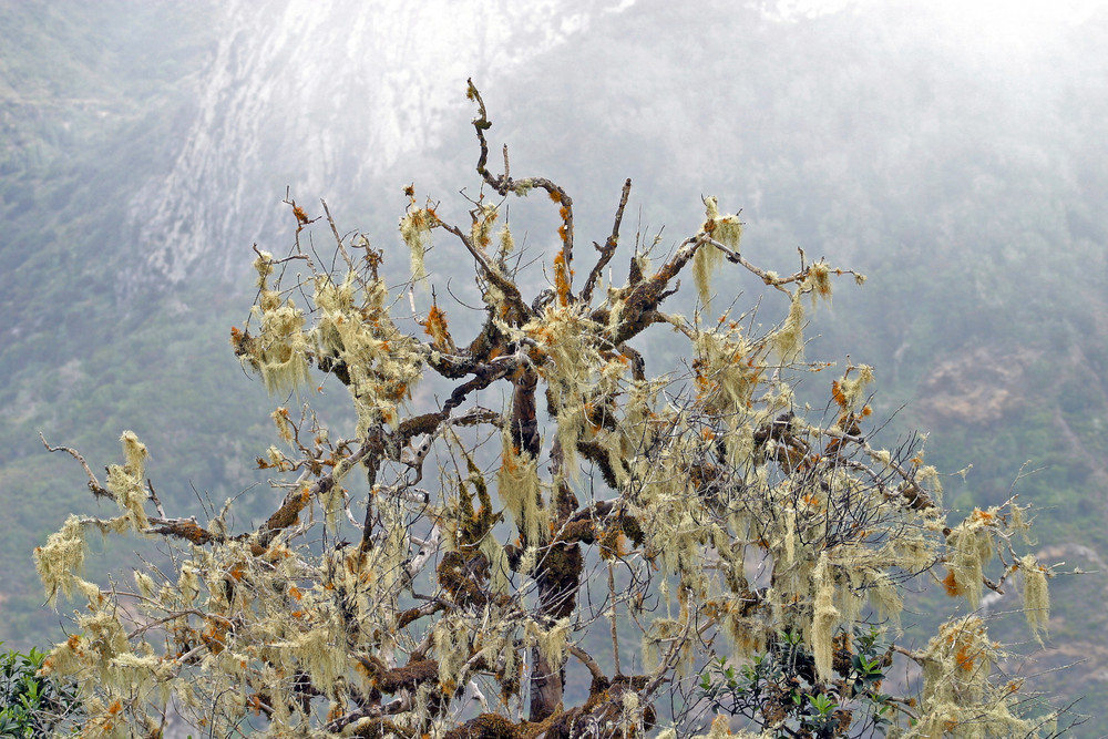 Gomera V "Mysterious Trees"