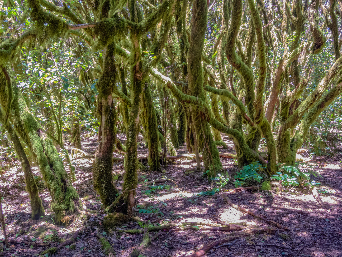 Gomera_Lorbeerwald_2018