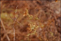 Gomerische Zebraspinne