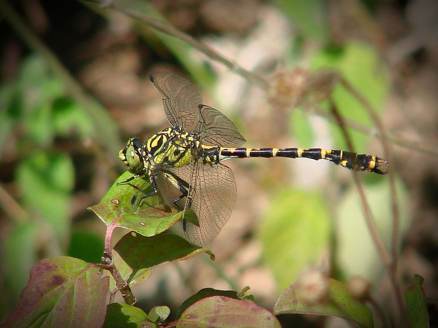 Gomphe à pinces  (Onychogomphus forcipatus) mâle