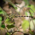 Gomphe à pinces  (Onychogomphus forcipatus) mâle