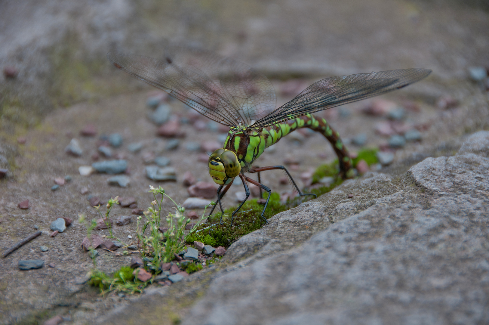 Gomphidae