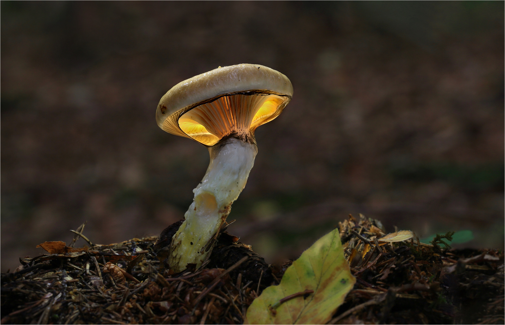 Gomphidius glutinosus