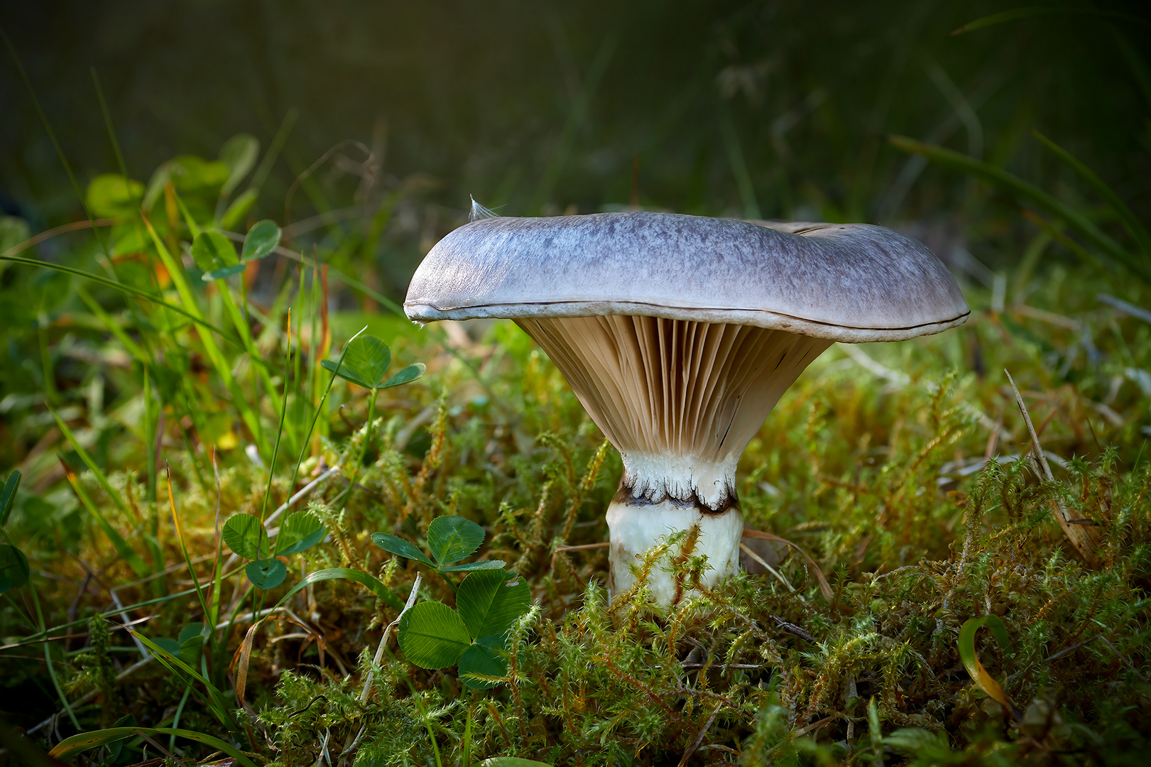 Gomphidius glutinosus; Sleipsopp,Großer Schmierling,slimy spike-cap