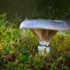 Gomphidius glutinosus; Sleipsopp,Großer Schmierling,slimy spike-cap