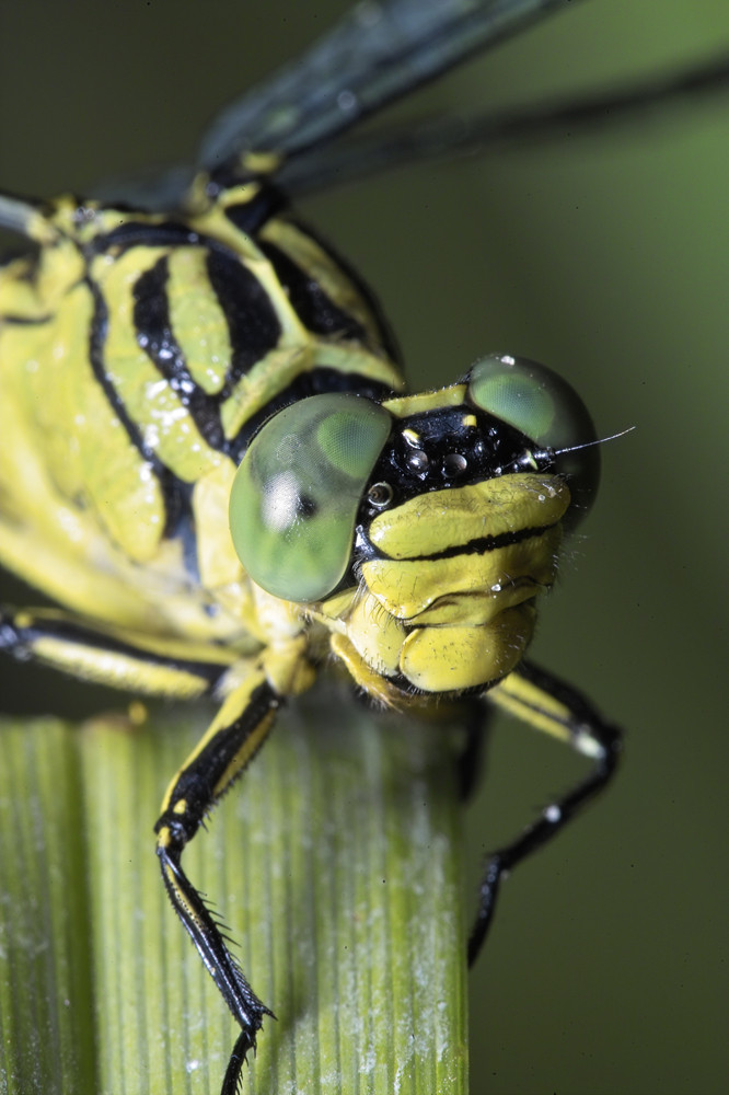 Gomphus flavipes