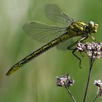 Gomphus gentil