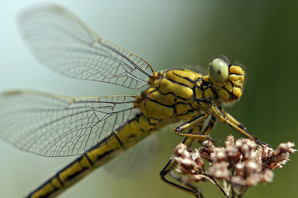 Gomphus gentil en train de surveiller de près l'objectif