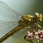 Gomphus gentil en train de surveiller de près l'objectif