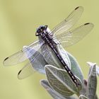 Gomphus graslinii