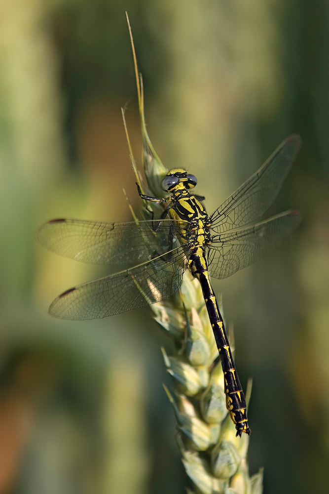 Gomphus Graslinii im Getreidefeld