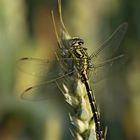 Gomphus Graslinii im Getreidefeld