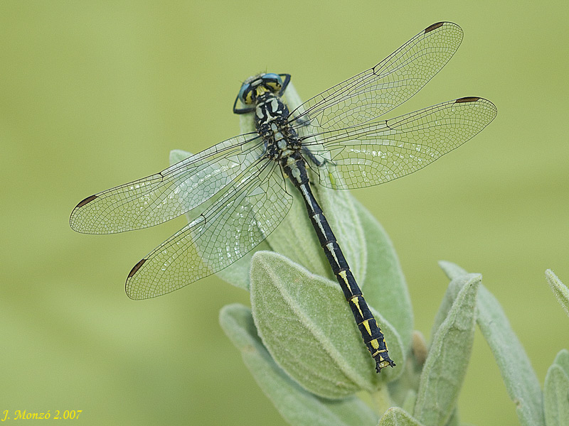 Gomphus graslinii macho