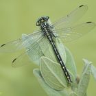 Gomphus graslinii macho