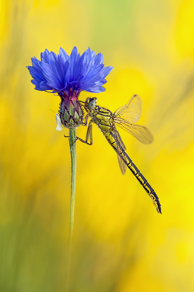 Gomphus pulchellus