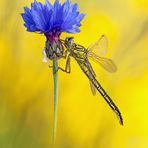 Gomphus pulchellus