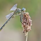 ~ Gomphus pulchellus ~