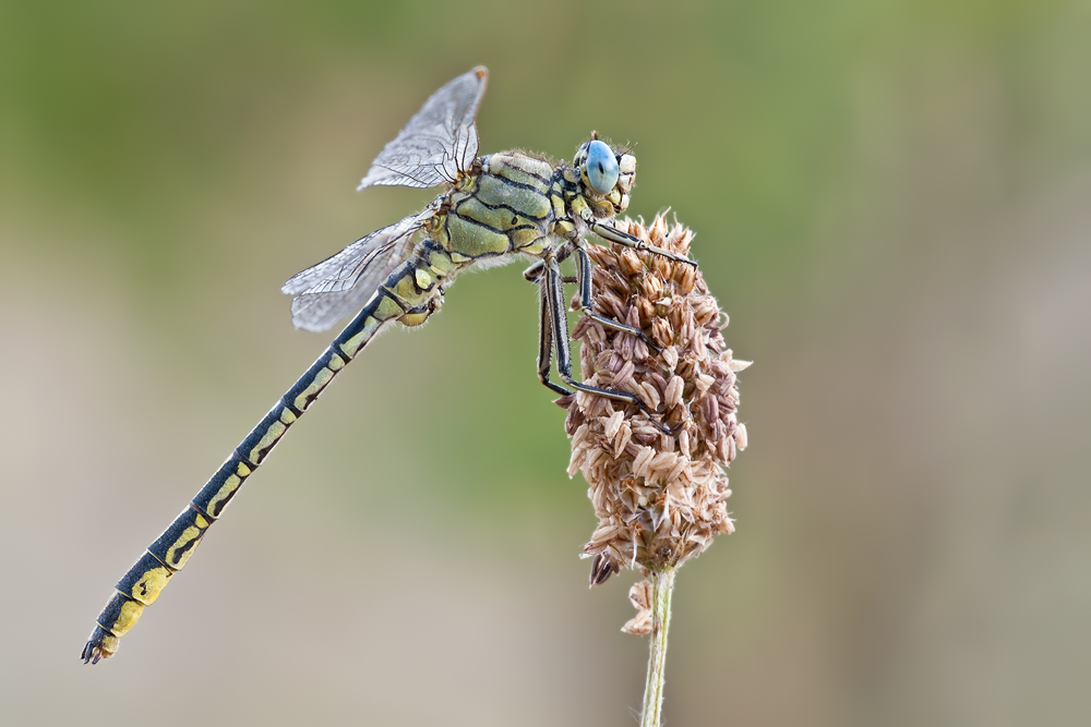 ~ Gomphus pulchellus ~