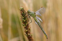 "Gomphus pulchellus"