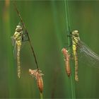 Gomphus pulchellus