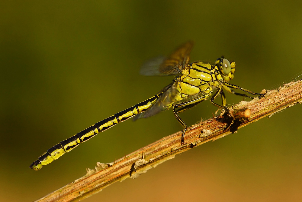 Gomphus pulchellus