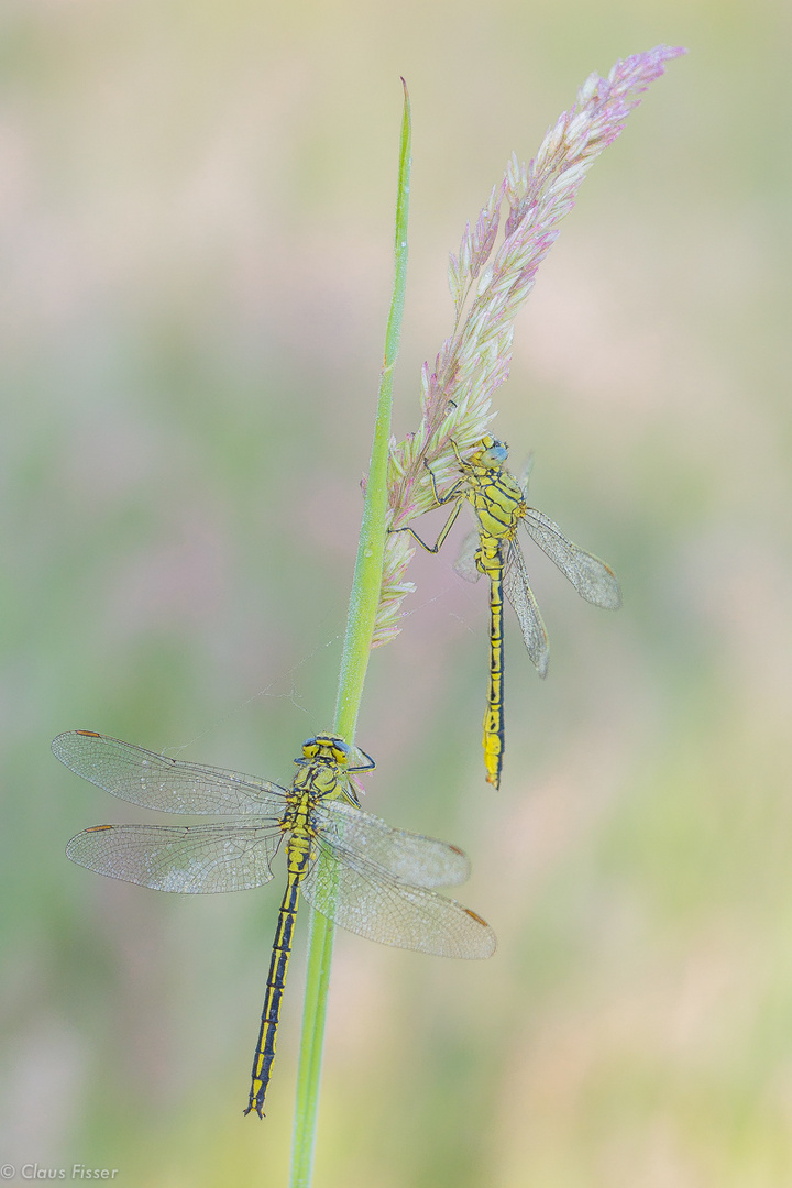 Gomphus pulchellus