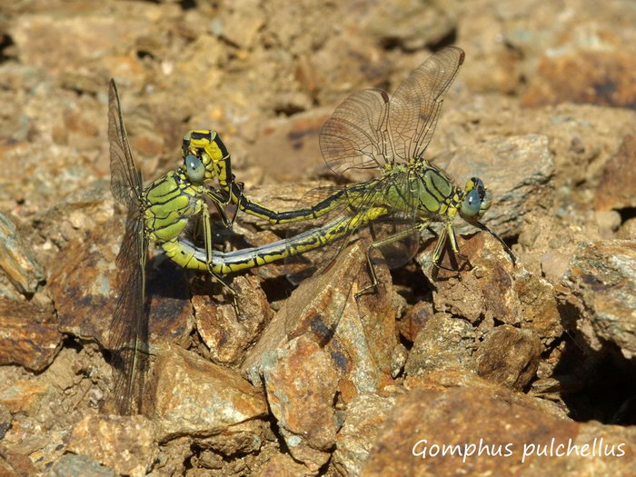 Gomphus pulchellus accouplement