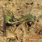 Gomphus pulchellus accouplement