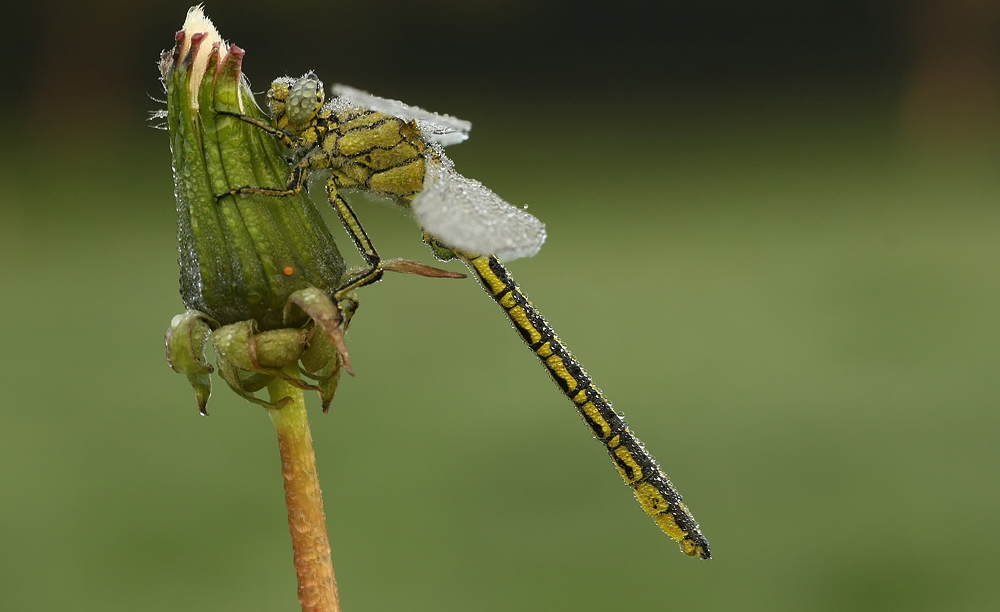 Gomphus pulchellus