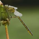 Gomphus pulchellus