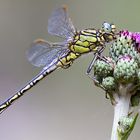 Gomphus pulchellus, macho