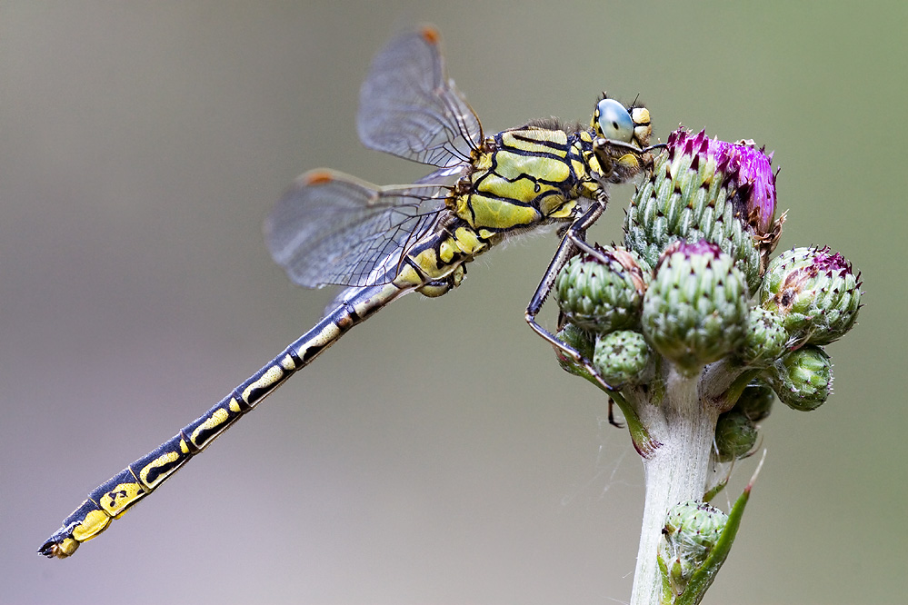 Gomphus pulchellus, macho