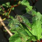 Gomphus pulchellus (Westliche Keiljungfer)