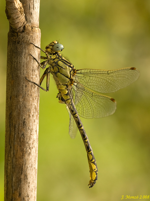 Gomphus simillimus