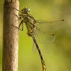 Gomphus simillimus