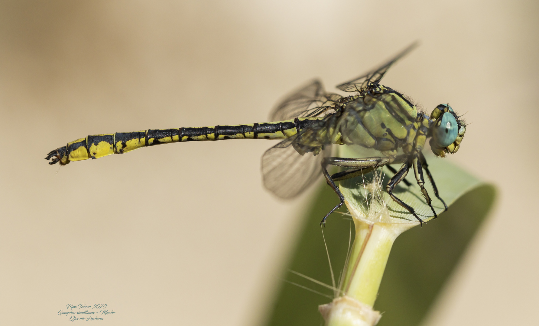 Gomphus simillimus