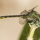 Gomphus simillimus