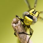 Gomphus simillimus, hembra