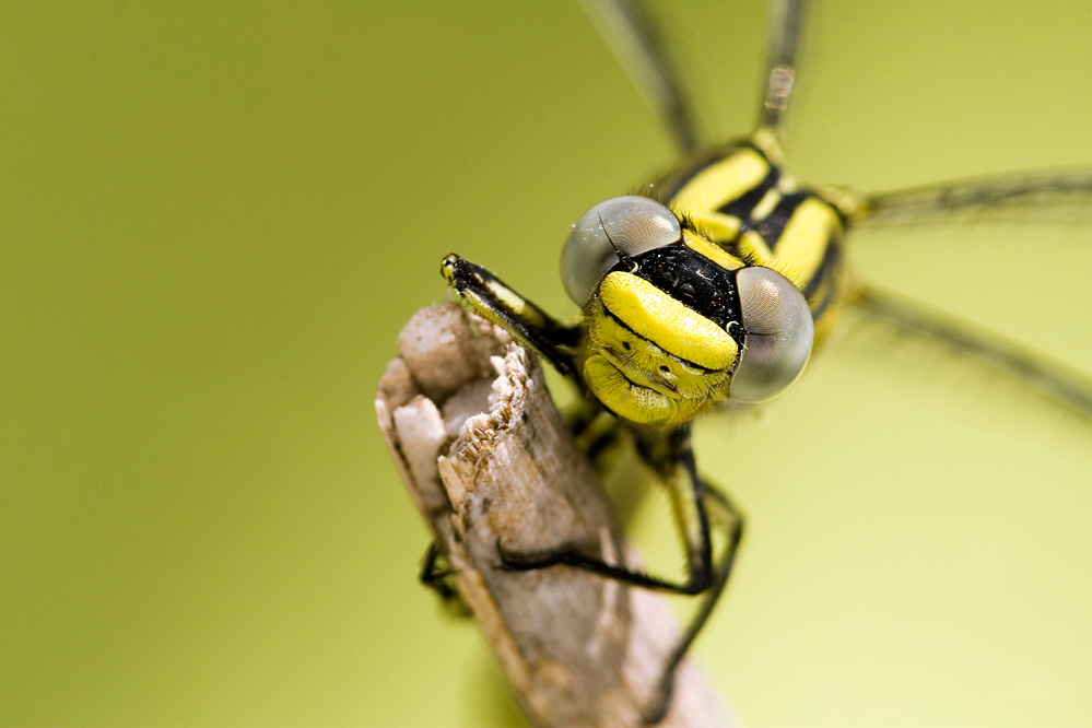 Gomphus simillimus, hembra