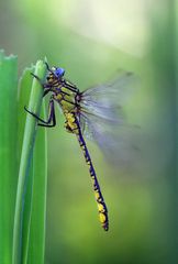 Gomphus simillimus -macho-