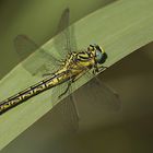 Gomphus simillimus (Weibchen / femelle)