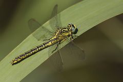 Gomphus simillimus (Weibchen / femelle)