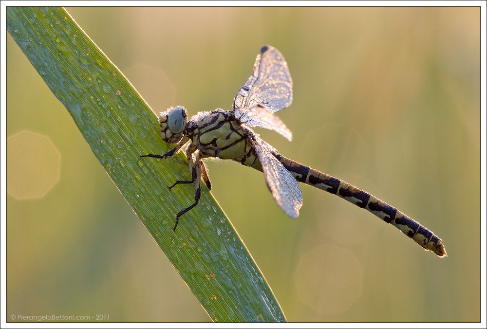 Gomphus vogatissimus