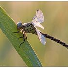 Gomphus vogatissimus