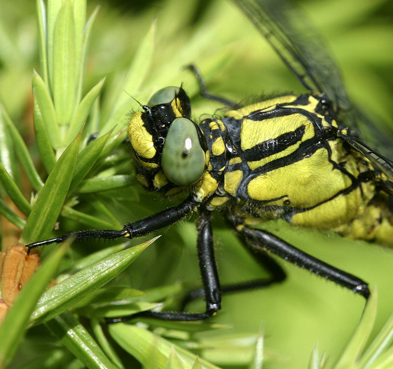 Gomphus vulgatissimus