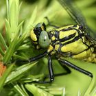 Gomphus vulgatissimus